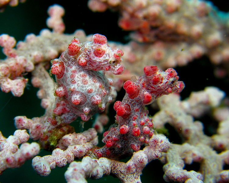 Two seahorses that effortlessly blend in with the coral surrounding them.