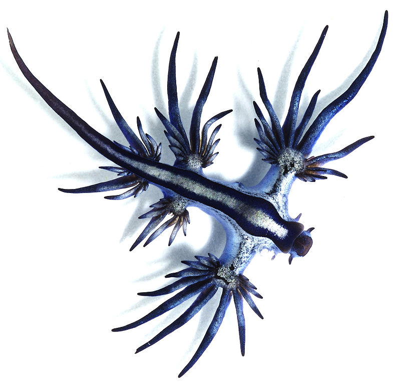 A Blue Sea Dragon that washed up on Surfers Paradise Beach, in all it's strange glory.