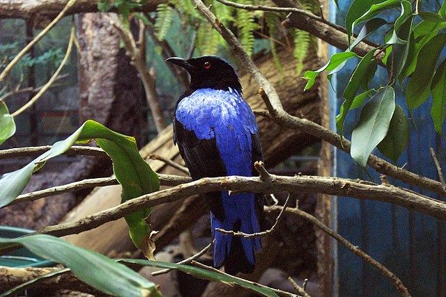 A fairy-bluebird, with it's glowing light-blue back pattern and red eye.