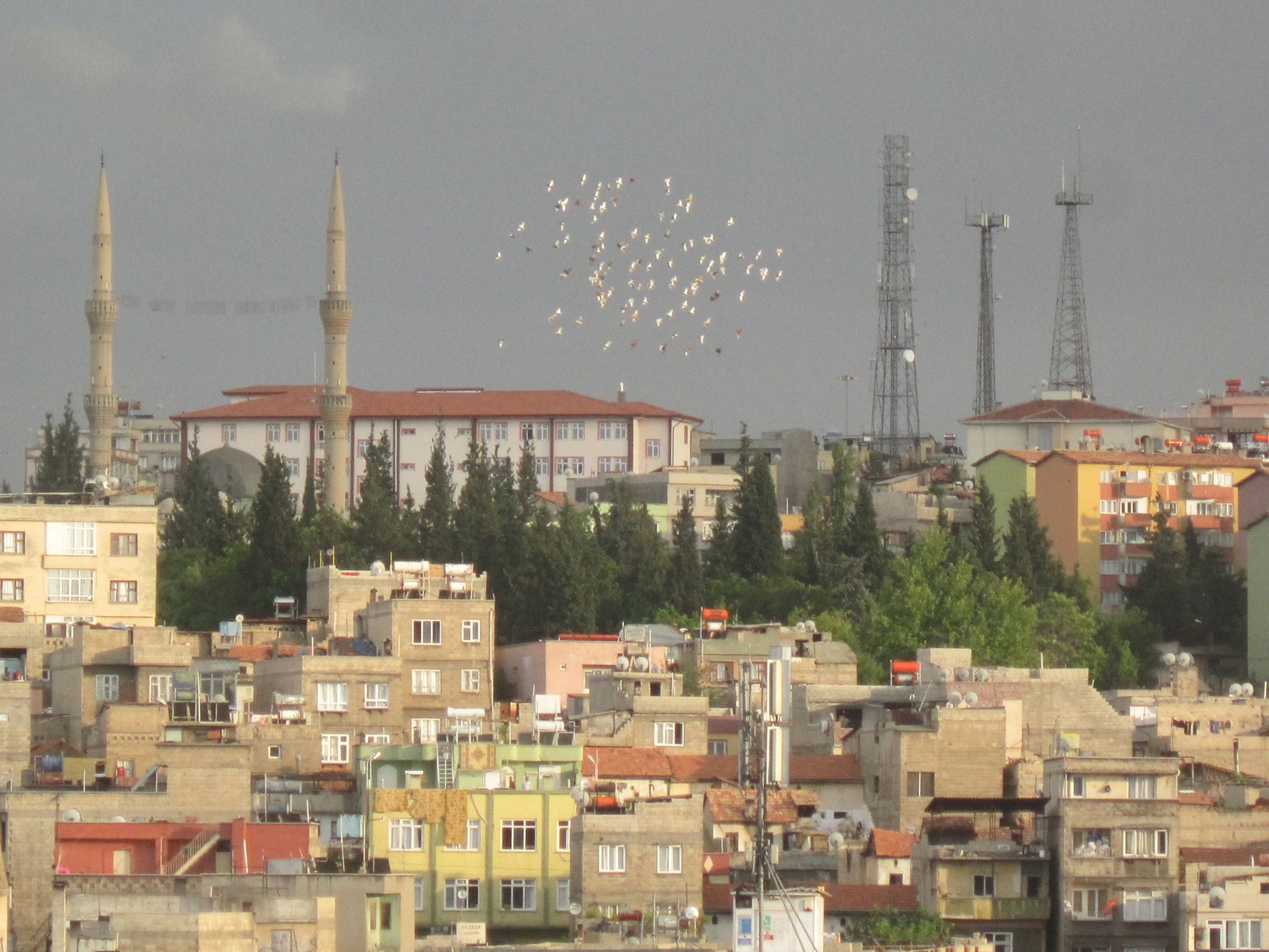 A flock of birds flies over Gaziantep, a mosque is in the background.
