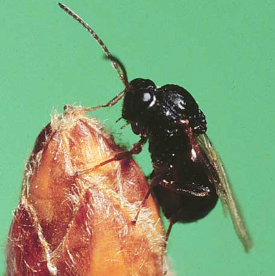 An adult gall wasp.