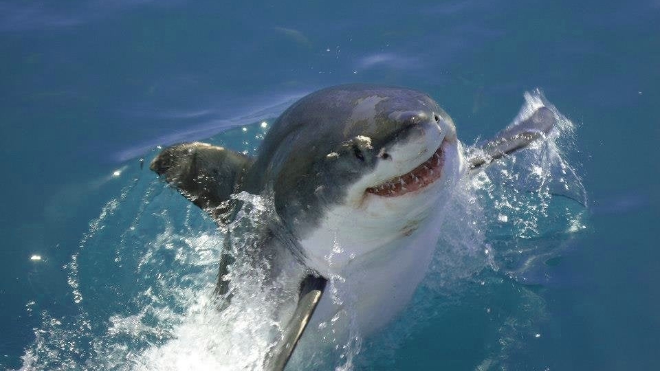 A friendly shark!