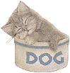 A cat in a dog bowl.